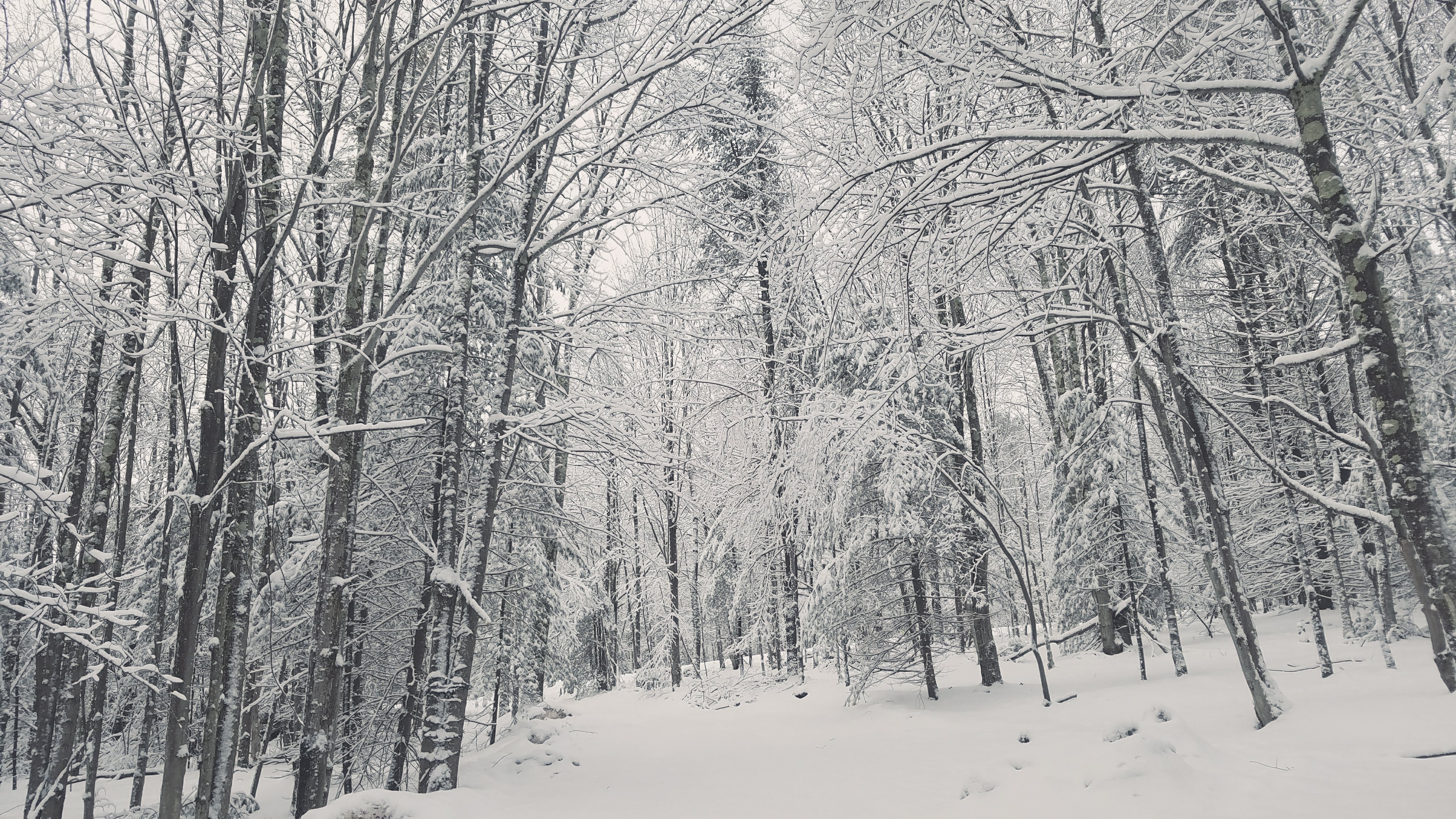 Snowy woods